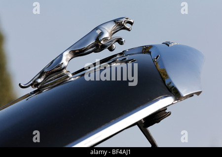 Jaguar Kühlerfigur auf eine offene Haube, Oldtimer Jaguar Mark VIII Stockfoto