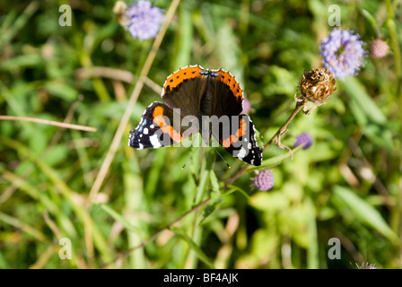 Red Admiral (Vanessa Atalanta) Schmetterling Lavernock Naturschutzgebiet Penarth Vale von Glamorgan-Süd-wales Stockfoto