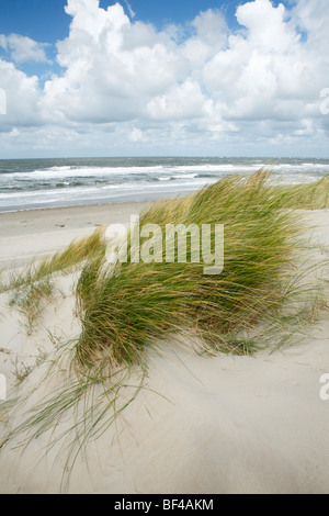 Dünengebieten Rasen am Strand in der Nähe von De Slufter Natur reserve, Texel, Holland, Niederlande, Europa Stockfoto