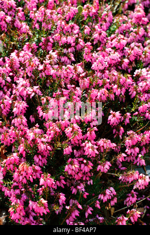 Erica Carnea "Wintersonne" Stockfoto