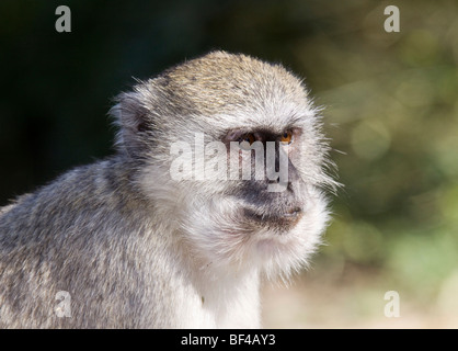 Vervet Affen oder Green Monkey (grüne Aethiops), Moremi Game Reserve, Botswana, Afrika Stockfoto