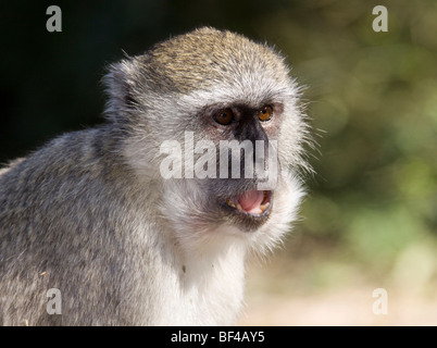 Vervet Affen oder Green Monkey (grüne Aethiops), Moremi Game Reserve, Botswana, Afrika Stockfoto