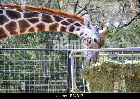 Giraffe im zoo Stockfoto