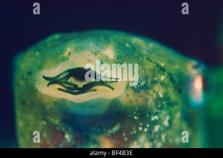 Hebamme-Kröte (Alytes Obstetricans) Closeup der Kaulquappe Kopf zeigen Mund Stockfoto