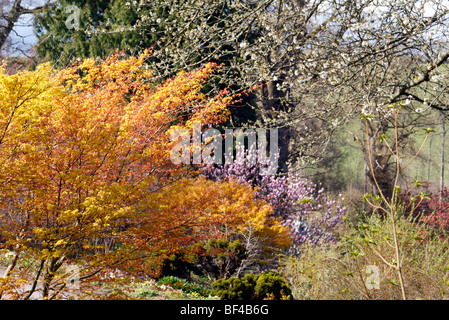 Acer Palmatum 'Katsura' AGM und Magnolia 'Heaven Scent' AGM in Sherwood, Newton St Cyres, Devon Stockfoto