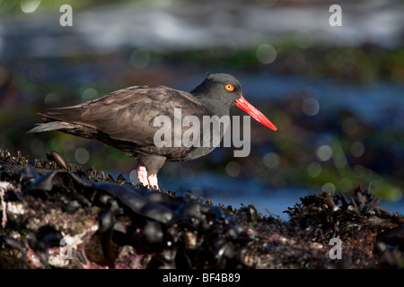 Amerikanische schwarze Austernfischer (Haematopus Bachmani) In Point Lobos State Reserver, Kalifornien, USA Stockfoto