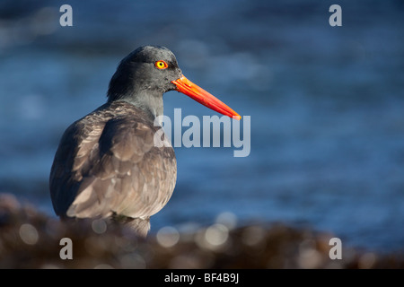 Amerikanische schwarze Austernfischer (Haematopus Bachmani) In Point Lobos State Reserver, Kalifornien, USA Stockfoto