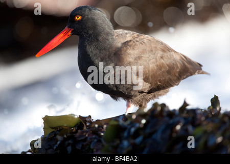 Amerikanische schwarze Austernfischer (Haematopus Bachmani) In Point Lobos State Reserver, Kalifornien, USA Stockfoto