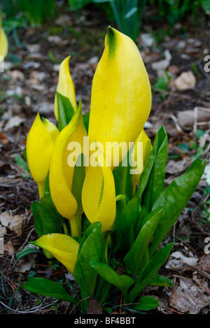 Lysichiton Americanus AGM Stockfoto