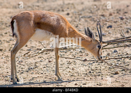 Dorcas Gazelle (Gazella Dorcas Neglecta) Stockfoto