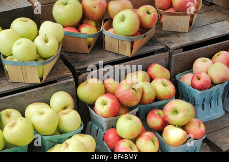 Kartons von frisch gepflückten Äpfeln Stockfoto