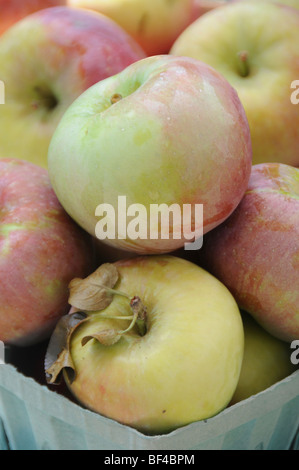 Karton mit frisch gepflückten Äpfel Stockfoto