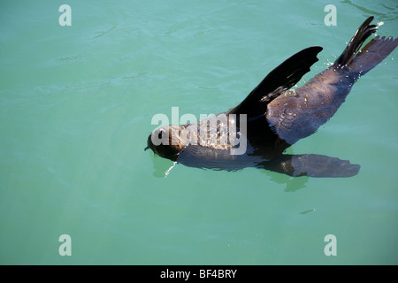 Kalk Bay Eared Dichtungen Stockfoto