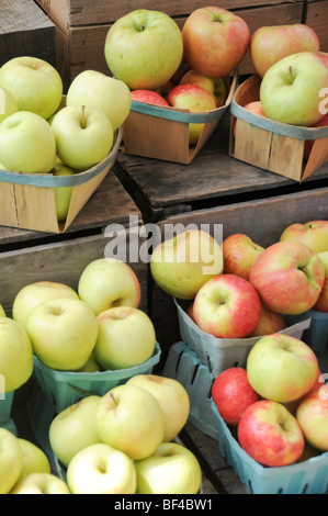 Kartons von frisch gepflückten Äpfeln Stockfoto