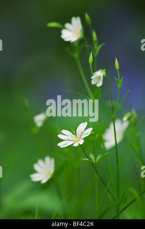 Größere Stitchwort (Stellaria Holostea) Blüte, Kent, England. Stockfoto