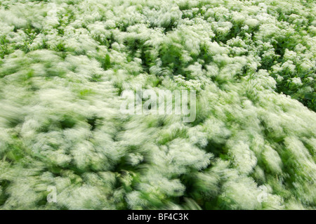 Hoary Cress, Cardaria Felsenblümchen geblasen durch starken Wind, Kent, England. Stockfoto