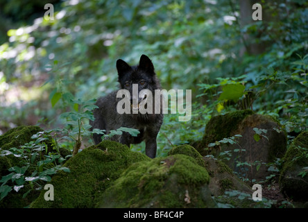 Östlichen Wolf (Canis Lupus LYKAON) Stockfoto