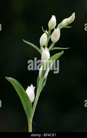 White Helleborine (Cephalanthera Longifolia) Kent, England. Stockfoto