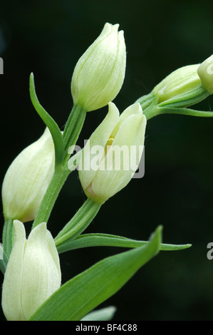 White Helleborine (Cephalanthera Longifolia) Kent, England. Stockfoto