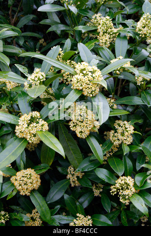 Skimmia X confusa 'Kew Green' AGM Stockfoto