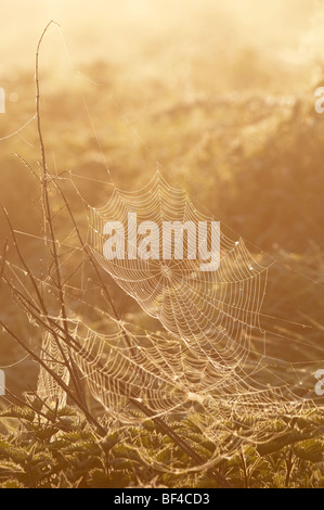 Radnetz (Araneidae SP.) Spinnennetz mit frühen Morgentau, Sunrise und Nebel, North Kent Sumpfgebiete, Kent, England, im Frühjahr. Stockfoto