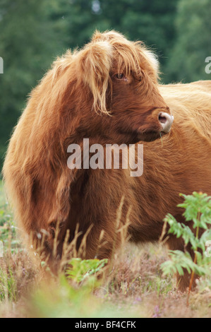 Highland-Rinder weiden in Heide, Hothfield gemeinsame Nature Reserve, Kent, England Stockfoto