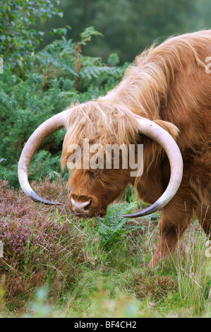 Highland-Rinder weiden in Heide, Hothfield gemeinsame Nature Reserve, Kent, England Stockfoto