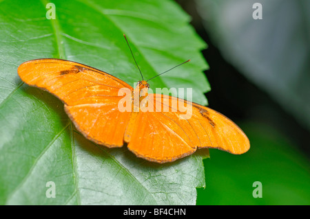 Julia Butterfly (Dryas Iulia), auch bekannt als Julia Heliconian Stockfoto