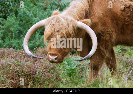 Highland-Rinder weiden in Heide, Hothfield gemeinsame Nature Reserve, Kent, England Stockfoto