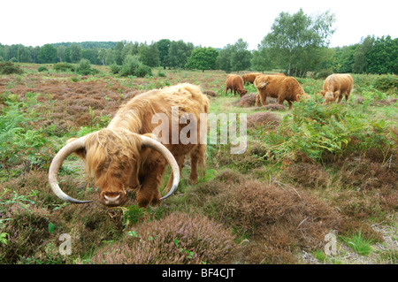 Highland-Rinder weiden in Heide, Hothfield gemeinsame Nature Reserve, Kent, England Stockfoto