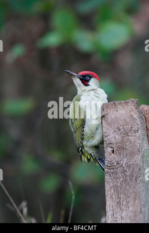 Männliche grüne Specht Picus Viridis alert Blick Stockfoto