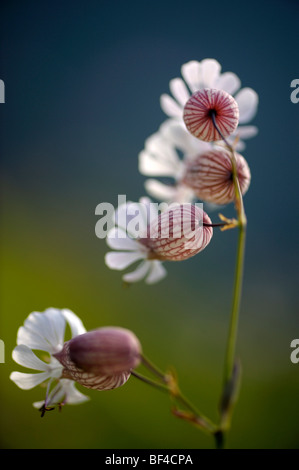 Blase Campion (Silene Vulgaris) im Morgenlicht Stockfoto