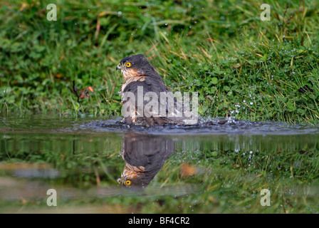 Sparrowhawk Accipiter Nissus Baden Stockfoto
