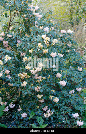 Rhododendron-Alison Johnstone-Gruppe Stockfoto