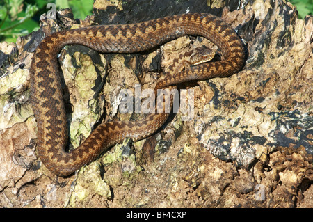 Gemeinsamen europäischen Kreuzotter (Vipera Berus) weiblich, sonnen sich auf Baumstamm, Kent, England, Frühling. Stockfoto