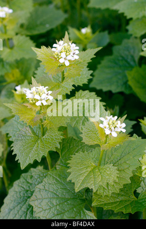 Jack-von-der-Hecke oder Knoblauchsrauke Alliaria petiolata Stockfoto