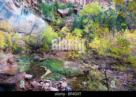 Unteren Emerald Pool im Herbst, Zion Nationalpark, Utah, USA Stockfoto