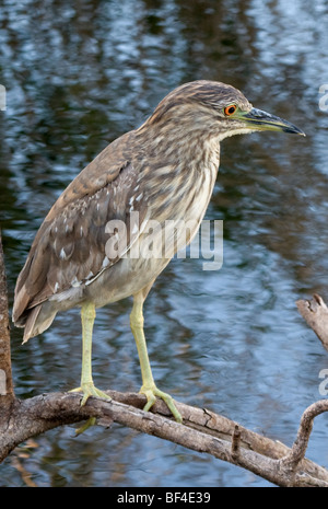 Unreife schwarz gekrönt Nachtreiher (Nycticorax Nycticorax) Stockfoto