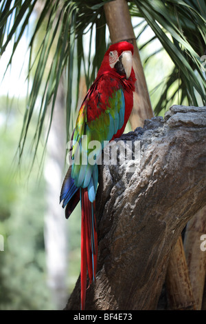 Porträt der bunte Ara thront auf einem Baum Stockfoto