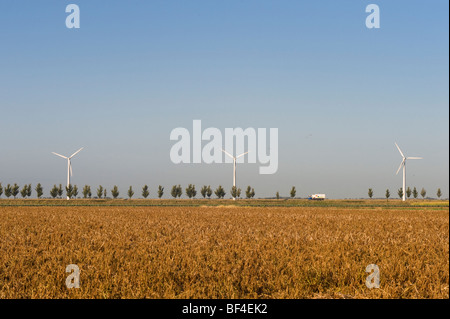 Windkraftanlagen hinter Bäumen gesäumten Allee, Zeeland, Holland, Niederlande, Europa Stockfoto