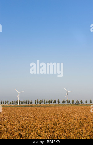 Windkraftanlagen hinter Bäumen gesäumten Allee, Zeeland, Holland, Niederlande, Europa Stockfoto