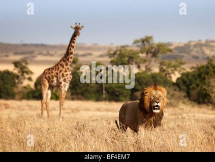 Löwe (Panthera Leo), Jagd vor einer giraffe Stockfoto