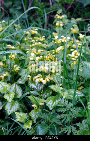 Lamium Galeobdolon 'Variegatum' Syn Lamium Galeobdolon Subsp Montanum 'Florentinum' gelbe Erzengel Stockfoto