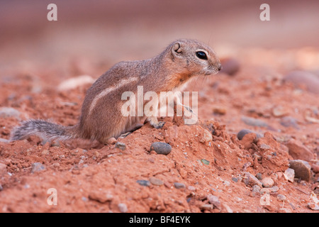 Weiß-angebundene Antilope Eichhörnchen (Ammospermophilus Leucurus), Monument Valley, Utah, USA Stockfoto