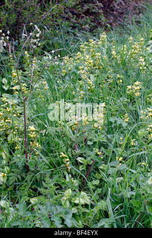 Lamium Galeobdolon 'Variegatum' Syn Lamium Galeobdolon Subsp Montanum 'Florentinum' gelbe Erzengel Stockfoto