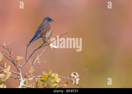Western Bluebird (Sialia Mexicana), Zion National Park, Springdale, Utah, USA Stockfoto