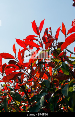 Photinia X fraseri "Red Versuchsprogramms AGM Stockfoto