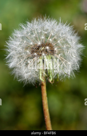 Kopf, Taraxacum Officinale Löwenzahn Samen Stockfoto