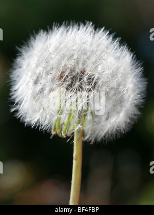 Löwenzahn Samen Kopf, Taraxacum officinale. Closeup gegen einen dunklen Hintergrund Stockfoto