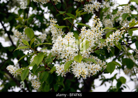 Prunus Padus 'Watereri' AGM Stockfoto